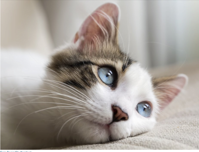 Thế giới trong mắt những chú mèo | Báo Dân trí