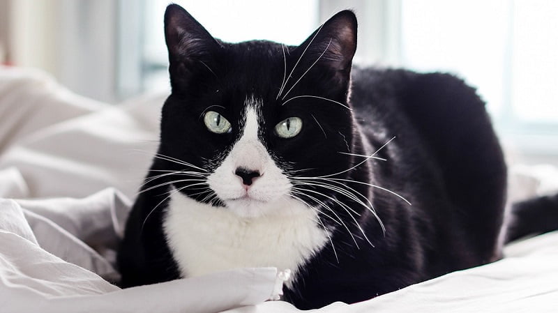 Mèo Tuxedo - đặc điểm, cách nuôi và giá