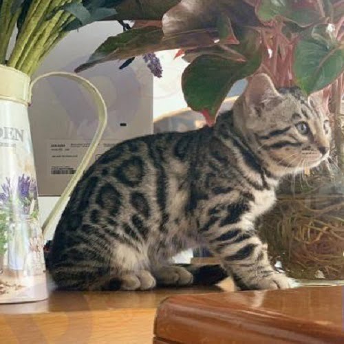 Mèo Bengal Silver - Nica
