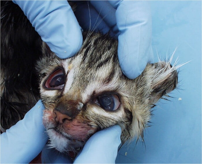 Mèo bị đau mắt: triệu chứng, nguyên nhân và cách điều trị