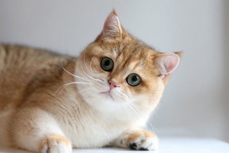 Mèo Golden - đặc điểm, cách nuôi và mức giá