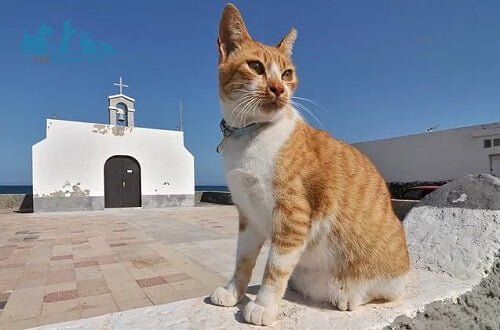Mèo Hy Lạp Aegean: Nguồn gốc, Đặc điểm, Tính cách & Giá bán