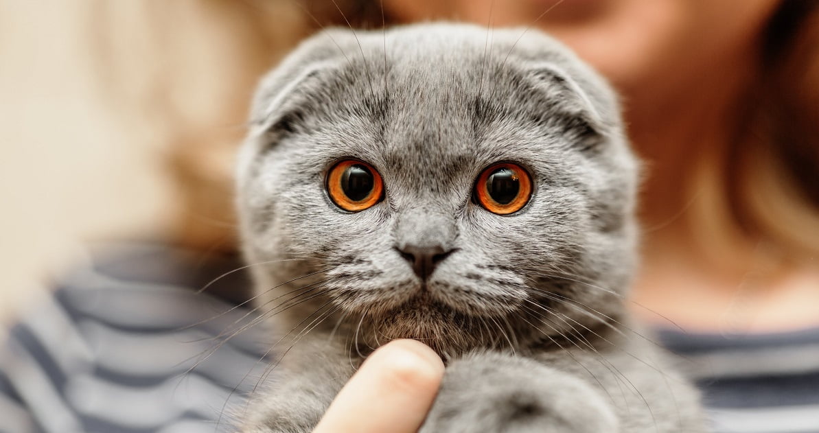 Mèo tai cụp Scottish Fold có giá bao nhiêu năm 2021 | Tùng Lộc Pet