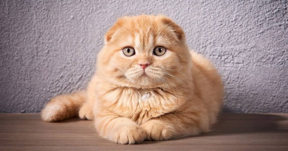 Mèo Scottish Fold - Nguồn gốc, đặc điểm và cách chăm sóc