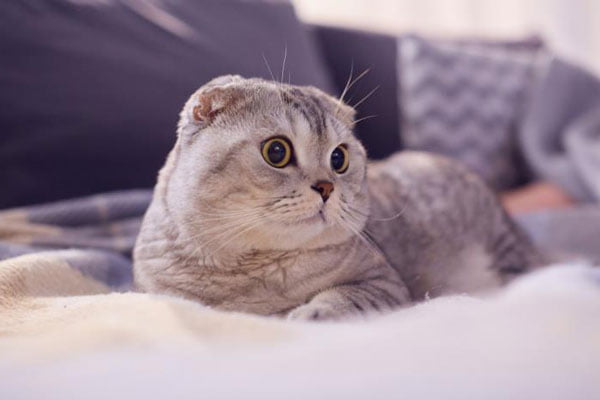 Mèo Scottish Fold Tai Cụp – Nguồn Gốc, Đặc Diểm Và Giá Bán