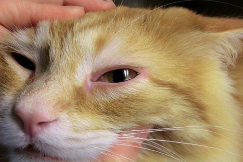 Mèo Con Bị Chảy Nước Mắt - Nguyên Nhân Và Cách Ngăn Chặn Bệnh