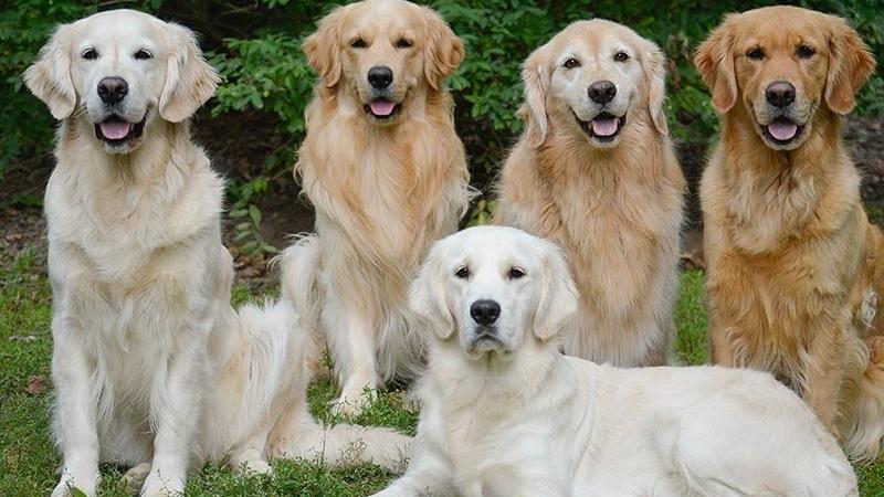 Cẩm nang chó Golden: Nguồn gốc, đặc điểm, cách nuôi, giá bán