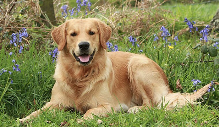 Cẩm nang chó Golden: Nguồn gốc, đặc điểm, cách nuôi, giá bán