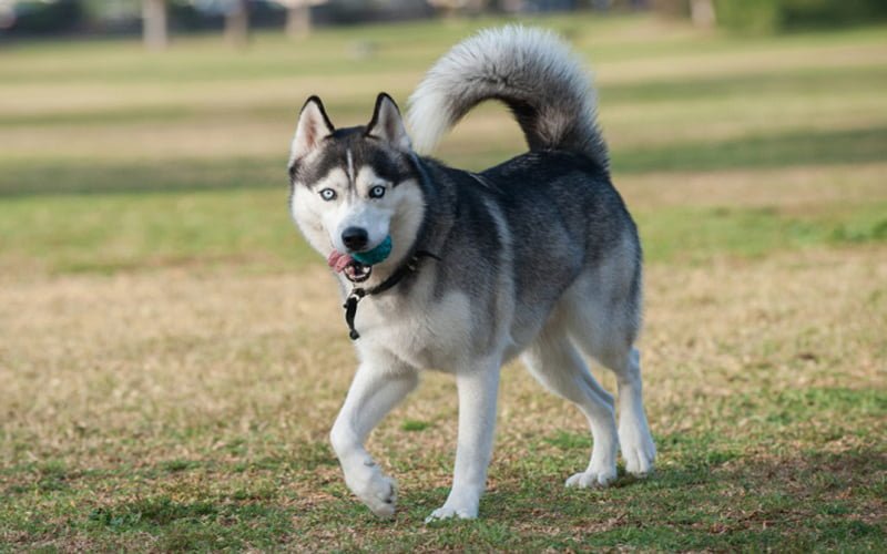 Cẩm nang chó Husky: Nguồn gốc, đặc điểm, cách nuôi, giá bán