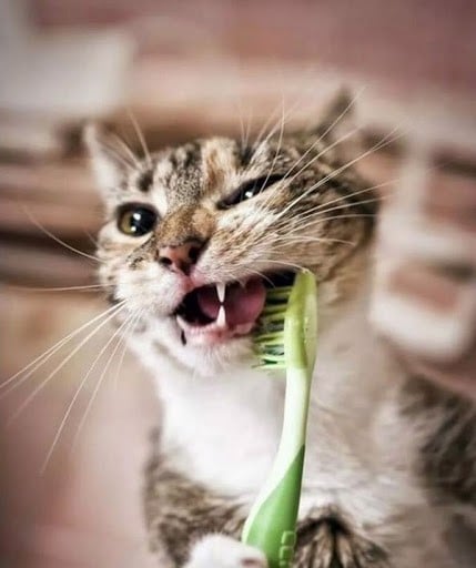 Vì sao mèo bị hôi miệng? Cách khắc phục khi mèo bị hôi miệng (2020)