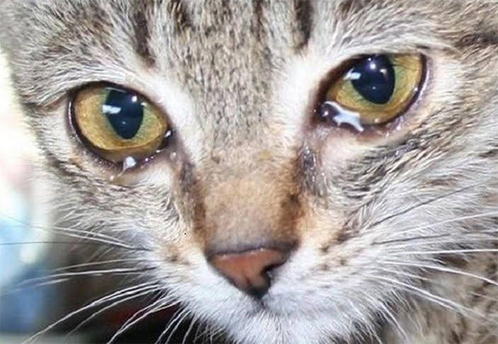 Tình trạng viêm mắt ở mèo để kéo dài có gây nguy hiểm gì ?