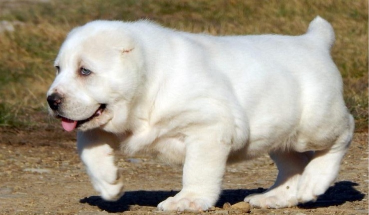 Chó Alabai: chó chăn cừu Trung Á khổng lồ - Thư viện chăm sóc thú cưng