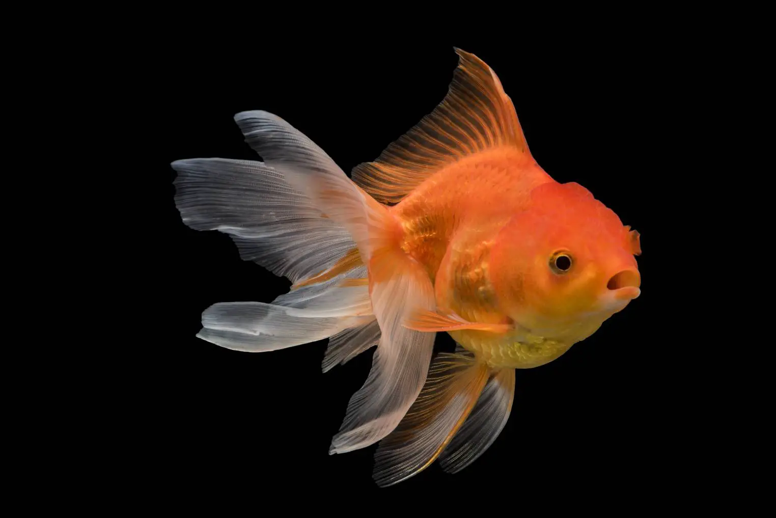 10 loại cá tốt nhất để nuôi chung với cá vàng ba đuôi - aquasetup
