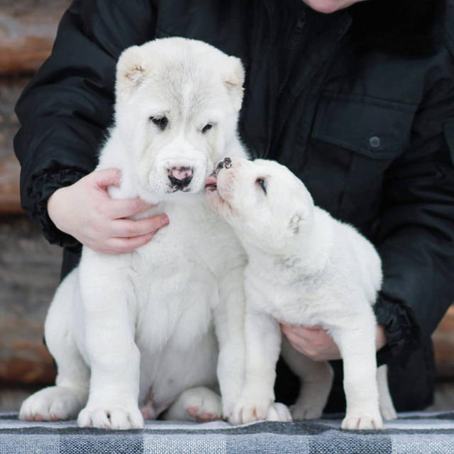 Chó Alabai Khổng Lồ - Thông tin, đặc điểm, giá bán 2021 và nơi mua order  nhập khẩu uy tín - Dogily Pet Shop