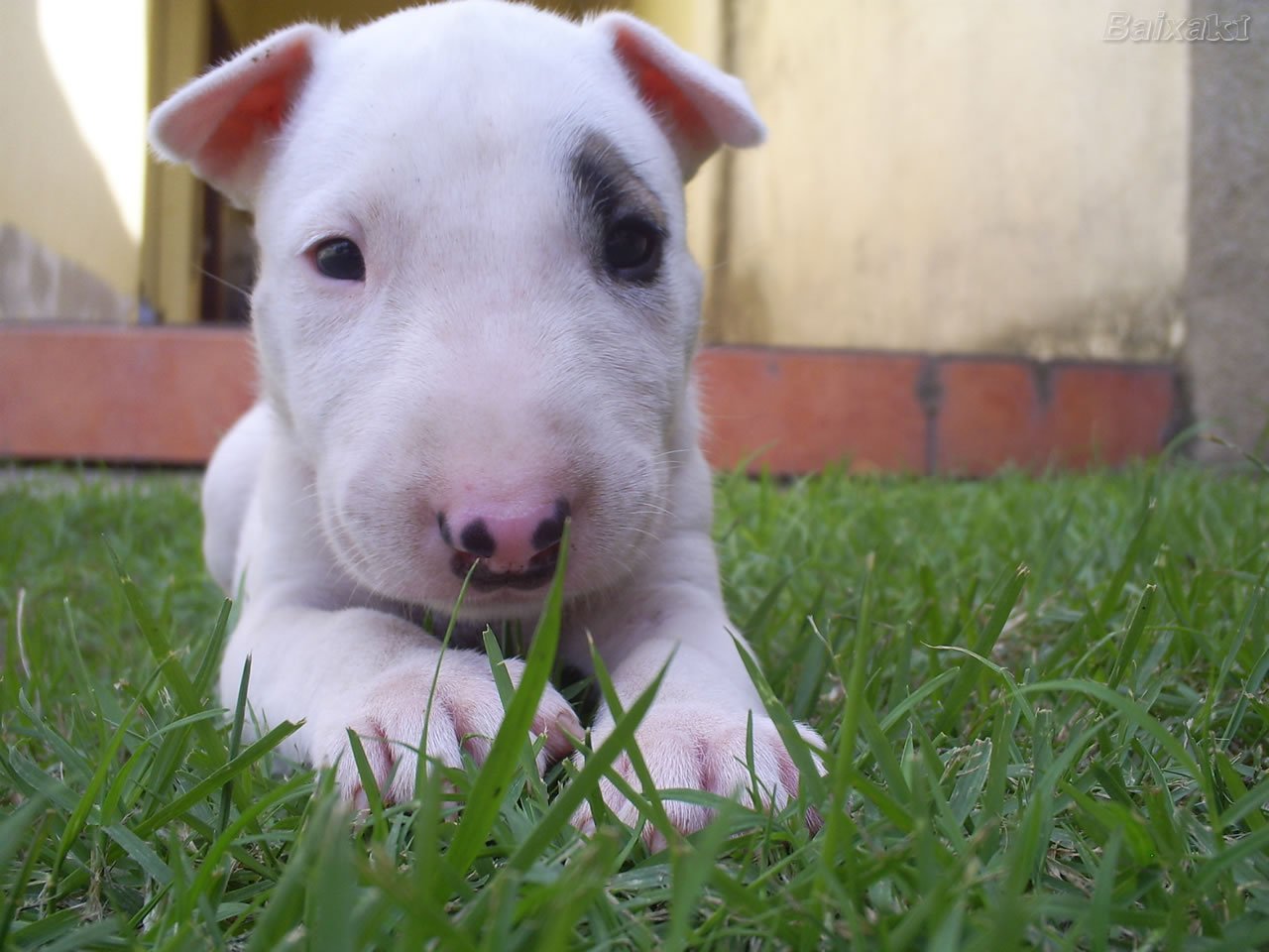Bull Terrier – Anh chàng ngổ ngáo | Nai Pet
