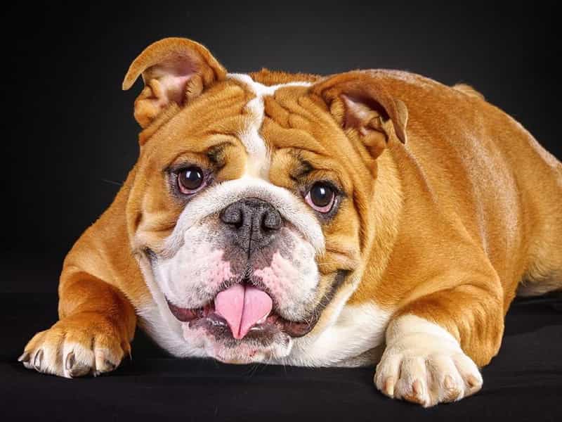 Giống Chó Bulldog Anh: Niềm tự hào quốc khuyển nước Anh!