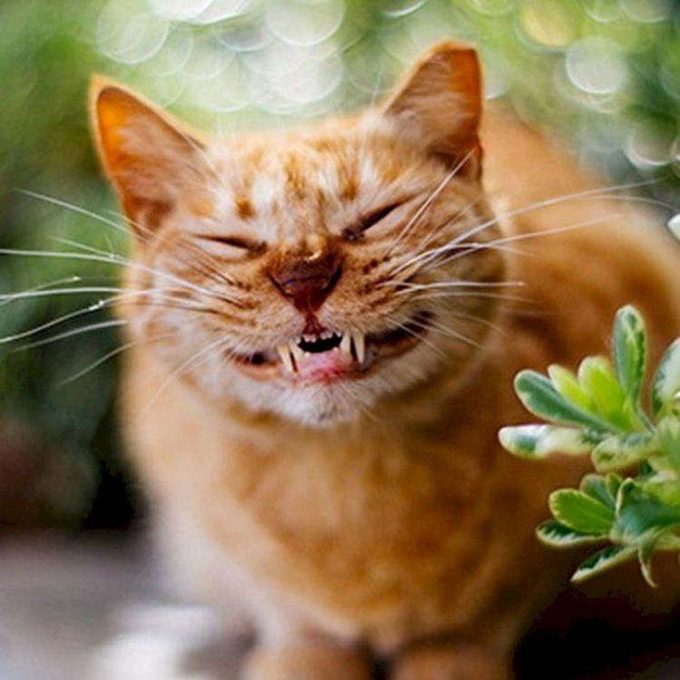 Meme mèo cười nhe răng