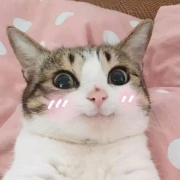 Meme mèo cười cute 