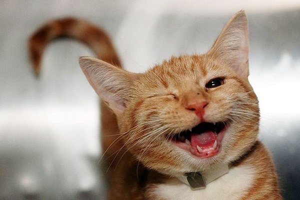 Meme mèo cười cute 