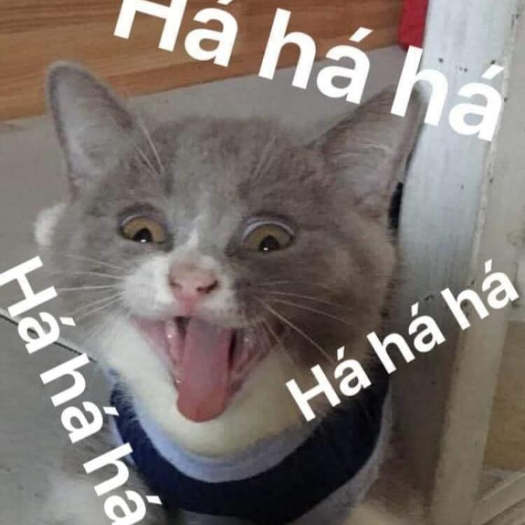 Meme mèo cười haha