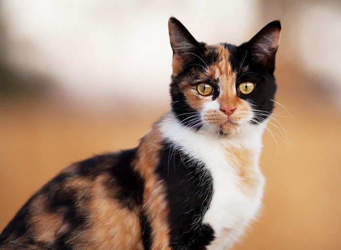 Mèo tam thể là mèo gì? Đặc điểm, Cách nuôi và Giá bán