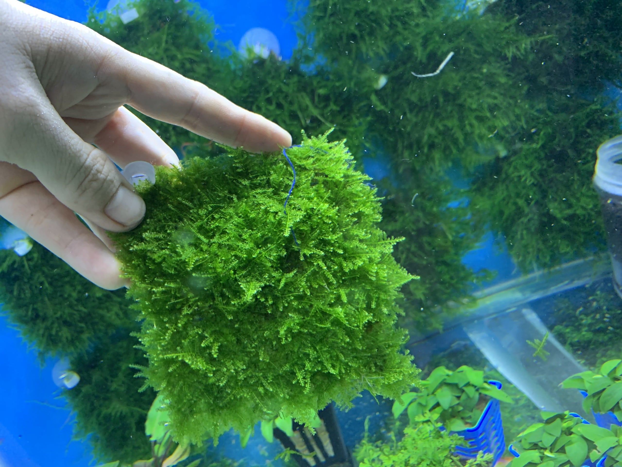 Rêu mini taiwan - Phụ kiện thủy sinh - Bảo Trân Aquarium