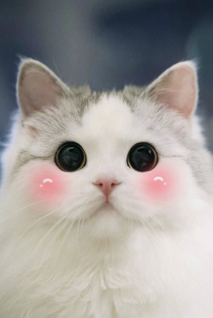 Khám phá hơn 108 hình nền ảnh mèo hoạt hình cute tuyệt vời nhất - Tin học  Đông Hòa
