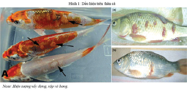 Bệnh Herpesvirus trên cá Koi – Tạp chí Thủy sản Việt Nam