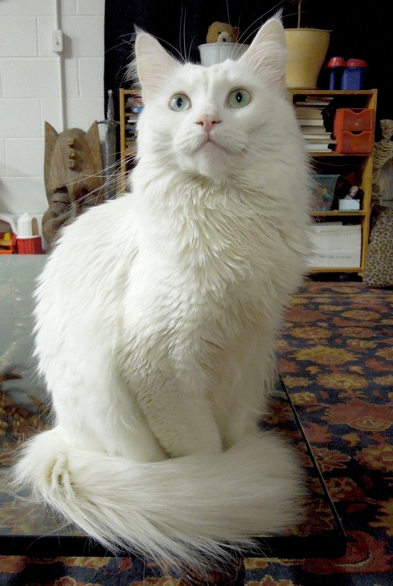 Mèo Angora Thổ Nhĩ Kỳ giá bao nhiêu? Giá mèo thuần chủng