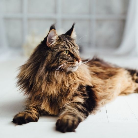 Chúa mèo khổng lồ: Mèo Maine Coon giá bao nhiêu 2023?