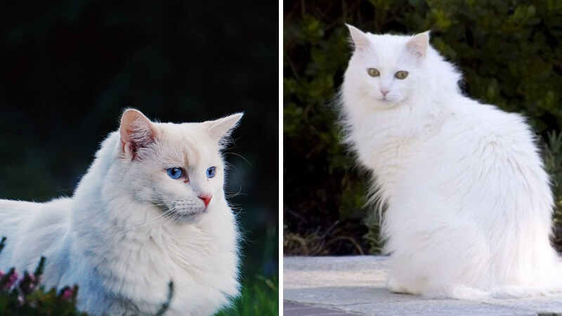 Tìm hiểu về nguồn gốc, đặc điểm mèo Angora Thổ Nhĩ Kỳ