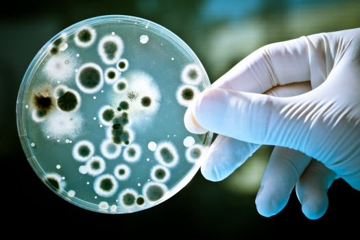 Vi khuẩn coliform trong nước có hại không và xử lý nó như thế nào?